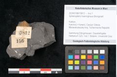 Foto (Objekt + Etikett) von Sphenopteris hoeninghausi Brongniart (NHMW-GEO-2024-0188-10812)